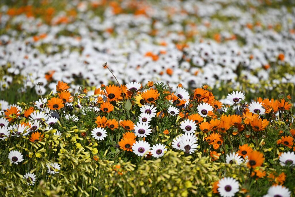 West Coast National Park_Spring blooms South Africa_Cred Tanya Paquet_Unsplash