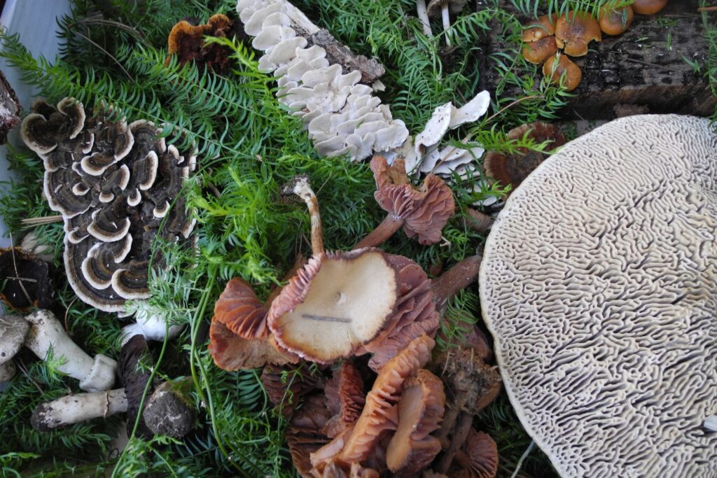 Delheim Foraging Wild Food South Africa