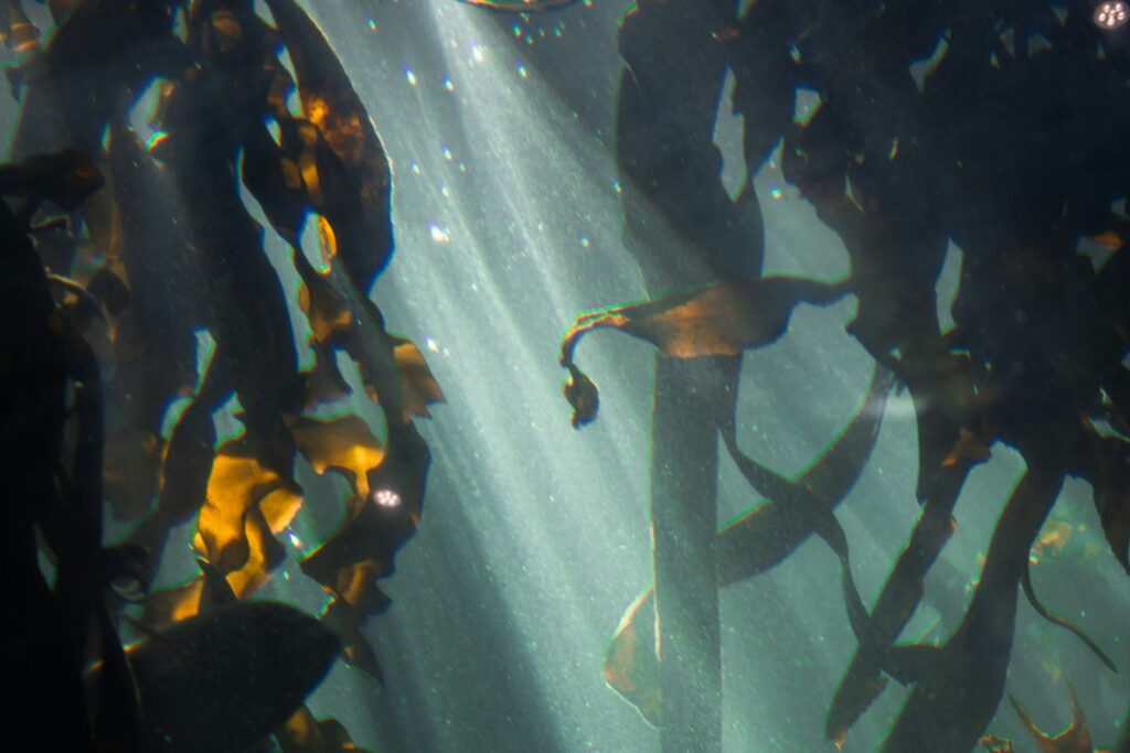 kelp forests South Africa