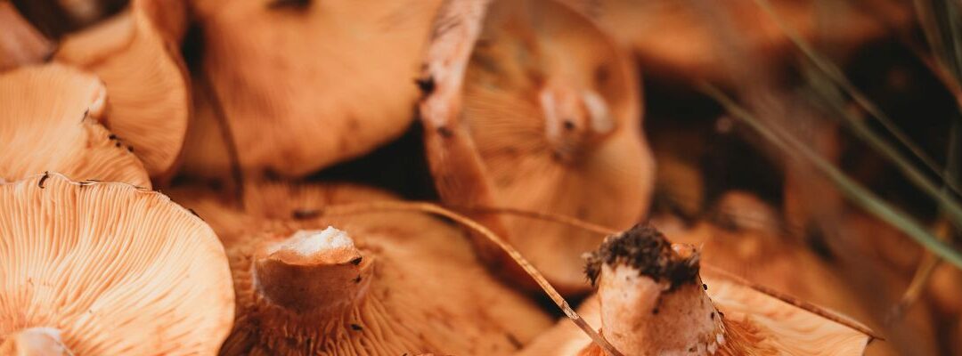 Nature’s Pantry: South Africa’s Top Food Foraging Experiences