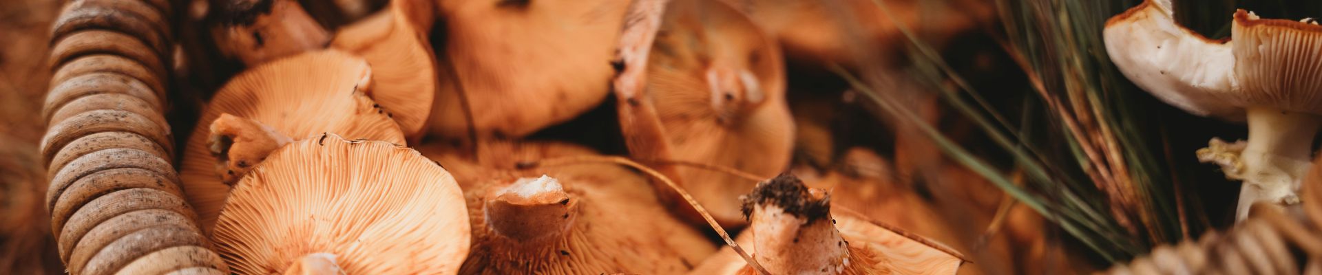 Food foraging experiences in South Africa