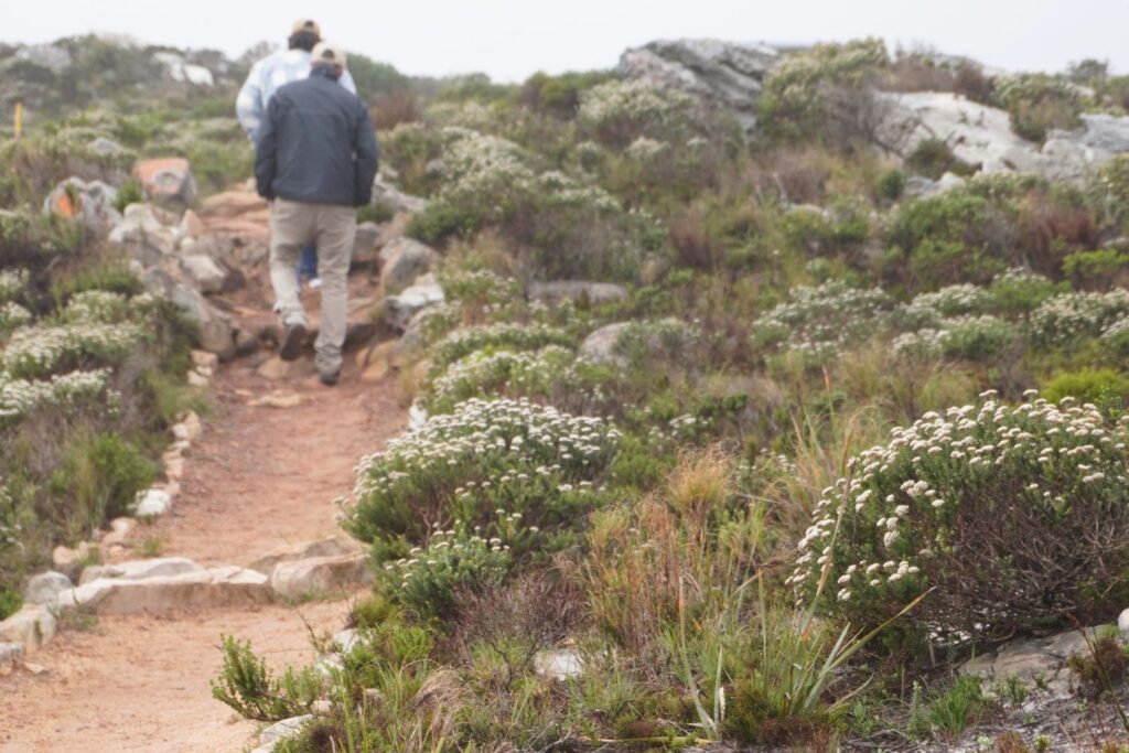 Fynbos Walk