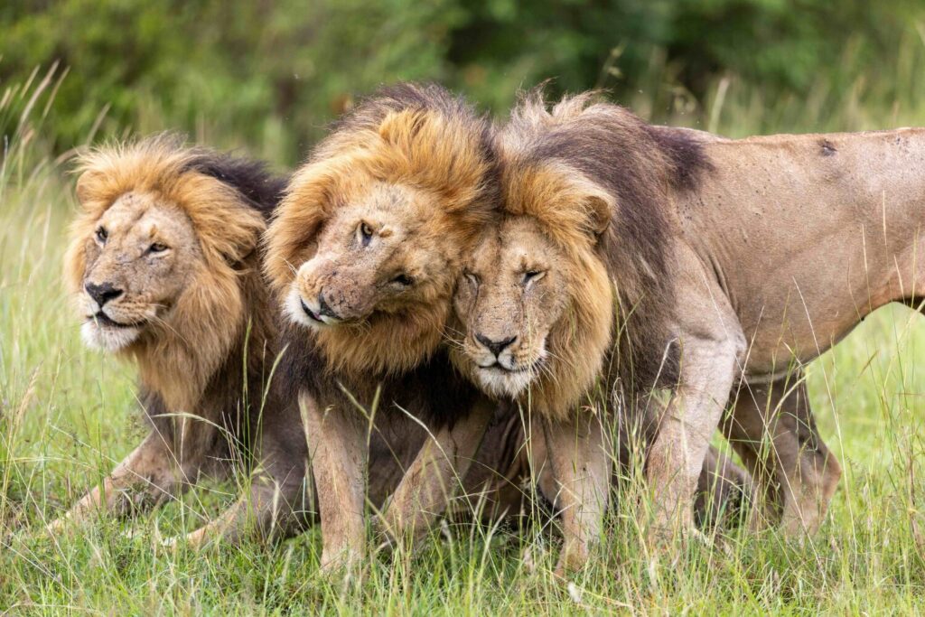 brothers National Geographic