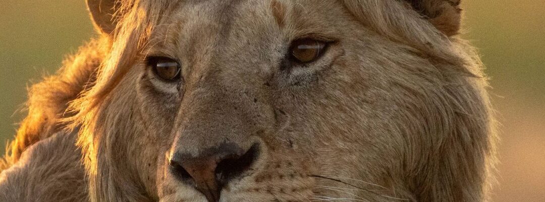 LION: A Four-Part Series Documenting a Cub Becoming King