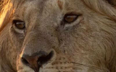 LION: A Four-Part Series Documenting a Cub Becoming King